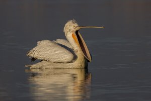 Dalmatian pelican photography