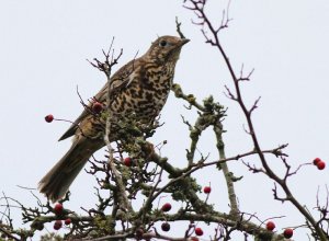 Mistle Thrush