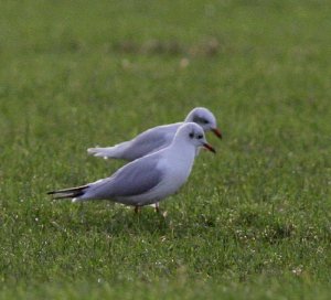 Mediterranean Gull