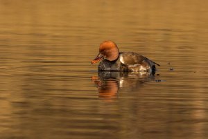 Red-crested Pochard