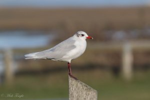 Adult Mediterranean gull - the same one?