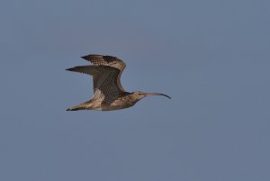 Eastern Curlew