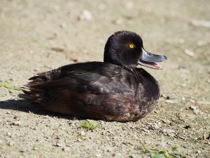 New Zealand Scaup Male.