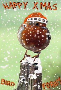 My Robin in snow