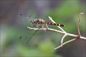 Thornbush Dasher (female)