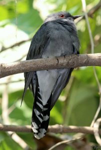 Grey-bellied Cuckoo (or) Indian Plantive Cuckoo