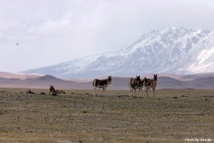 Kiang before the snow-covered mountain