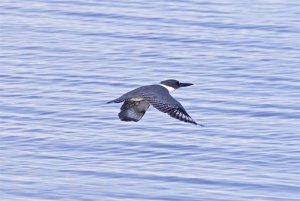 Belted Kingfisher (male)