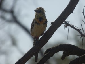 Usumbiro Barbet