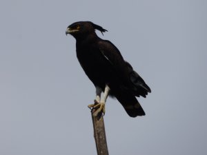 Long Crested Eagle