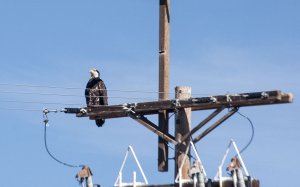 Young Eagle