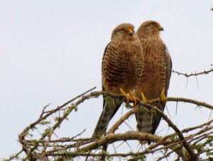 Greater Kestrels