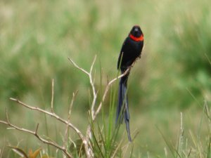 Red-Naped Widowbird