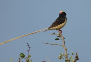 Straw-tailed Whydah