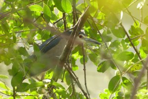 night heron