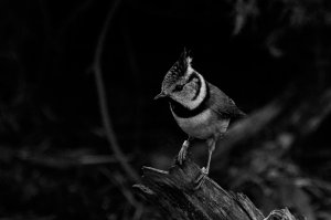 Crested tit