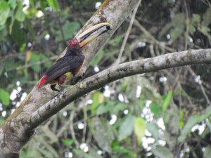 Pale-mandibled Aracari