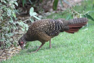 Female Pheasant