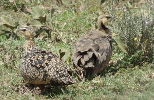 Yellow-throated Sandgrouse