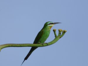 Blue-Cheeked Bee Eater