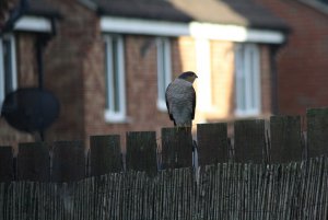 Male Sparrowhawk