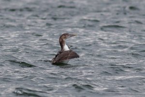 Yellow billed Diver