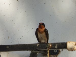 Angola Swallow