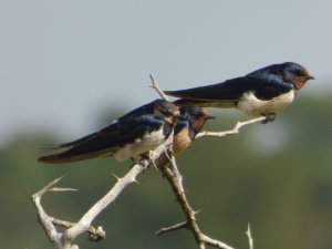 Barn Swallows