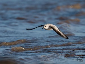 Sanderling