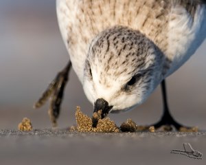 Sanderling Feeding