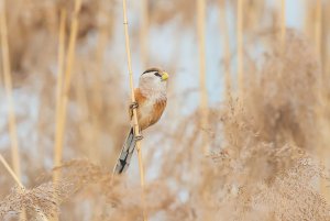 Reed parrotbill