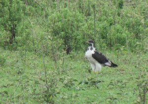 Augur Buzzard immature