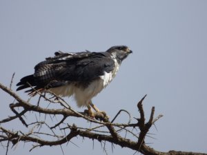 Auger Buzzard