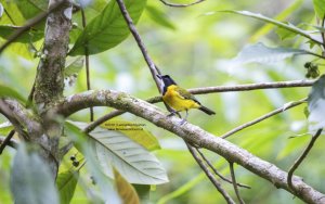 Rusty-breasted Whistler,Kancilan - Pachycephala fulvotincta fulvotincta