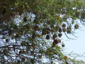 Black-Headed Weaver community