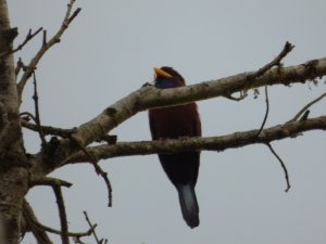 Blue-throated roller