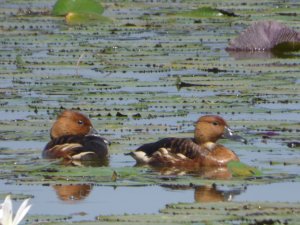 Fulvous Whistling-Duck