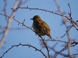 Juvenile(?) Song Thrush