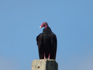 Turkey Vulture