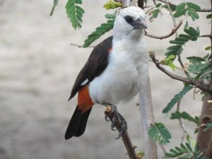 White-headed Buffalo Weaver