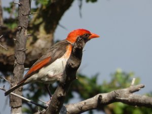 Red-Headed Weaver