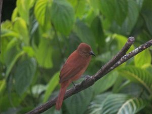 Red-Crowned Ant-Tanager