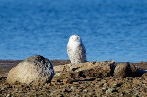 Return of the Snowy Owls