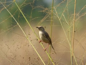 Tawny Flanked Prinia