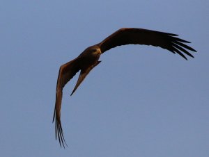 Yellow-billed kite