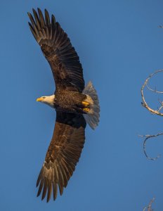 Bald Eagle