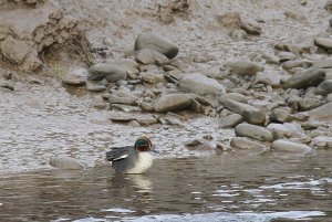 Teal  (male)