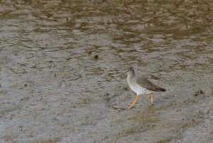 Red Shank