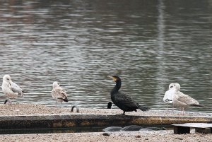 Cormorant