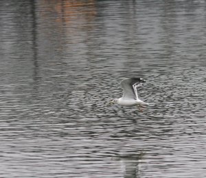 Lesser- black backed gull